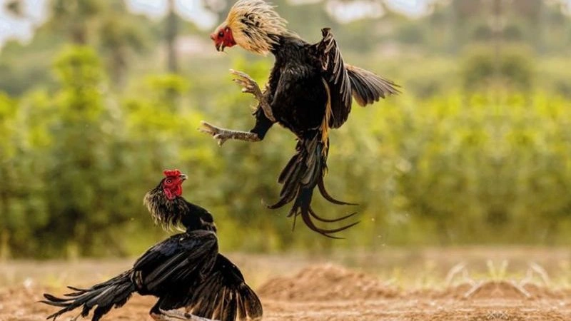 Lý do việc coi ngày đá gà quan trọng