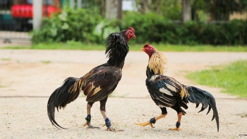 Coi ngày đá gà để có được trận đấu ưng ý