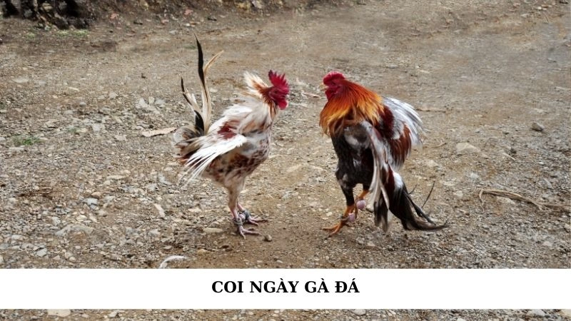 Coi ngày đá gà