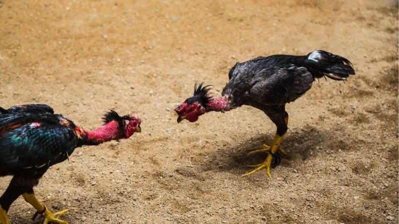 Theo dõi đá gà cựa dao trực tiếp