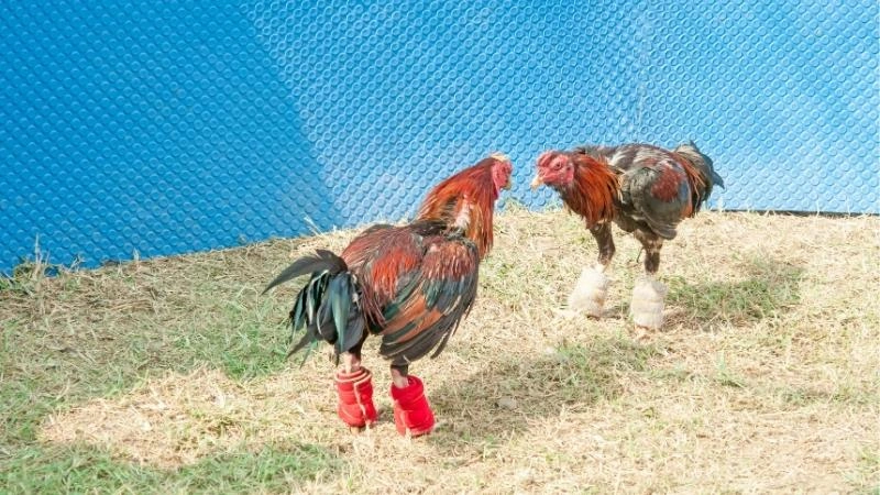 Cần thực hiện phân tích thông tin trước giờ đấu