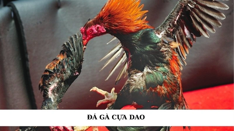 Đá gà cựa dao