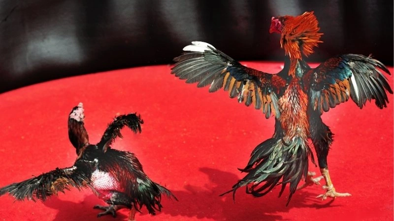 Tổng quan đá gà cựa sắt siêu kịch tính