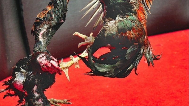 Cách chơi đơn giản cho người chơi