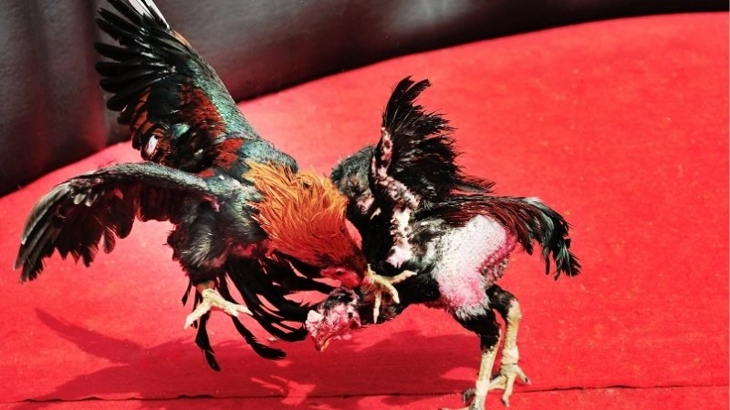 Khái niệm đá gà trực tiếp Thomo