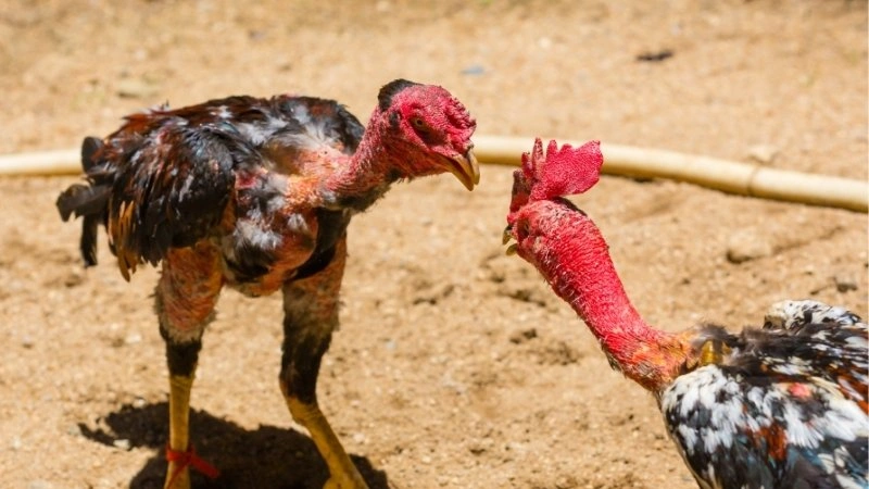 Tận hưởng các trận đá gà Thomo kịch tính