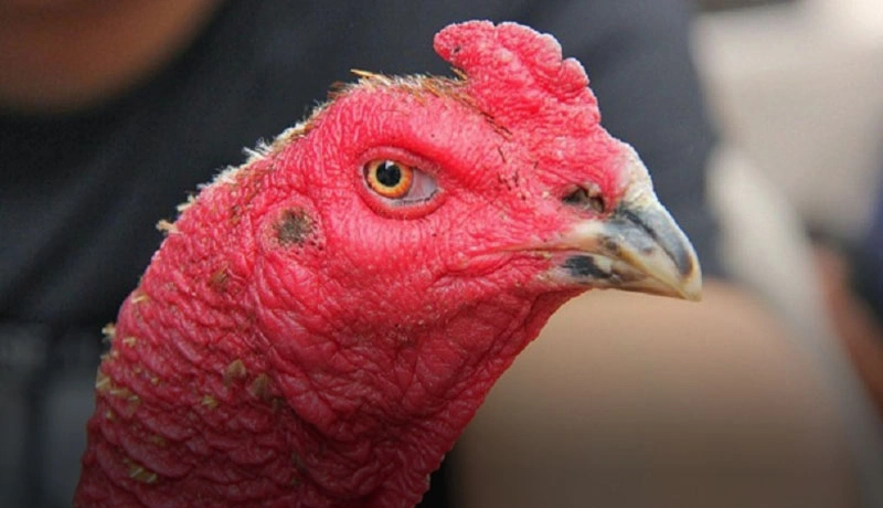 Xem tướng mắt gà chọi tinh ranh, một đặc điểm quan trọng khi chọn gà đá