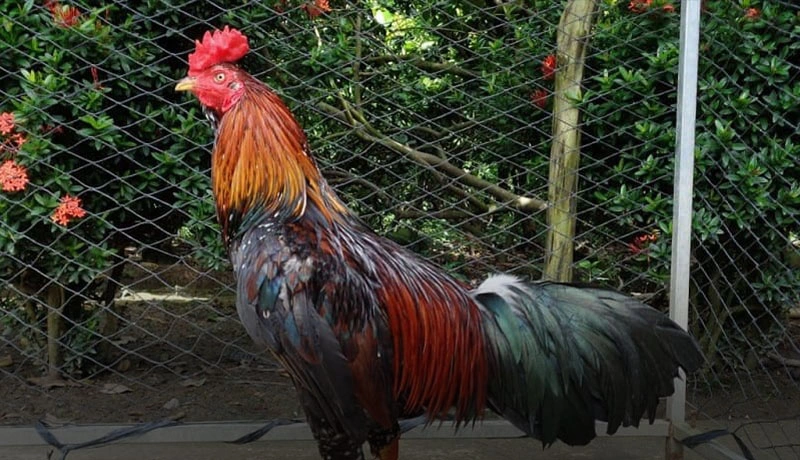 Cách xem tướng cổ gà chọi để đánh giá sức mạnh và khả năng chịu đòn