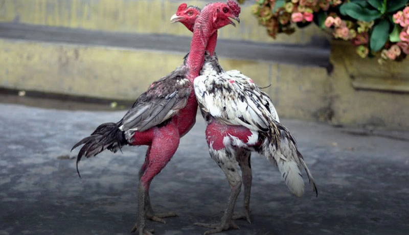 Hướng dẫn cách thức xem tướng gà chọi chuẩn nhất